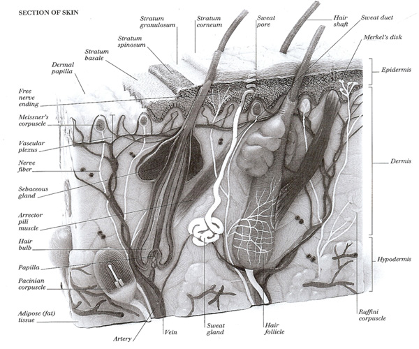Skin section.